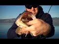 Clearlake Swimbait Fishing