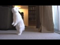 Un lapin blanc tout mignon qui marche comme un humain !