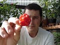 Trinidad Scorpion Morouga - New World's Hottest Chilli.