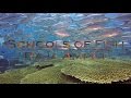 Raja Ampat | Schools of Fish | 
