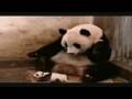 Forskrækket Panda