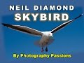 SKYBIRD, NEIL DIAMOND, JOHNATHAN LIVINGSTONE SEAGULL: Photography Passions