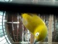Burung Pleci - Kacamata Ngerol Teler Dijual .mp4
