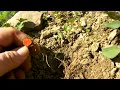 Medical plant; Bloodroot.MP4