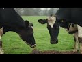 Dancing Cows?