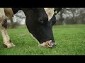 Dancing Cows?