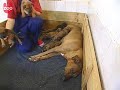 Dog Adopts a Panther Cub