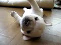 Puppy Cant Get Up