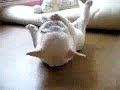 Puppy Cant Get Up