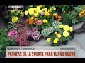 Plantas de la suerte para el año nuevo