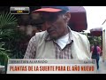 Plantas de la suerte para el año nuevo