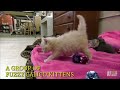 Five Cutest Animal Friendships | Too Cute!