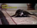 Five Cutest Animal Friendships | Too Cute!