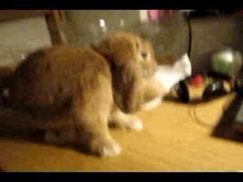 funny pet videos. Funny Pet Videos - funny