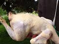 respectful chicken harvest part 1 of 2 kill and pluck - how to