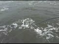 Angler catches huge giant fish!