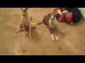 Statue Dogs Funny Dog Videos