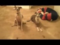 Statue Dogs Funny Dog Videos