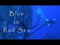 BLUE IN RED SEA | 
