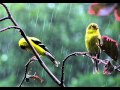 kizhakkunarum pakshi.wmv