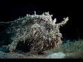 Video of Randall's Frogfish