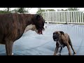 Boxers on Pool Cover Playing! ( Brock the Boxer Dog )