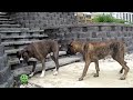 Boxers on Pool Cover Playing! ( Brock the Boxer Dog )