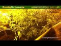 Burning Sulfur To Kill Black Gnats - Growing Weed