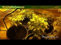 Burning Sulfur To Kill Black Gnats - Growing Weed