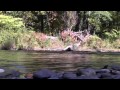 Sharks of the River Trailer