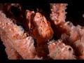 Painted Frogfish | Painted Frogfish