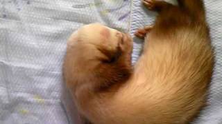 Ferret Cinnamon