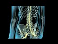 3D Medical Animation: Epidural & Spinal Anesthesia