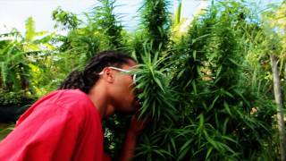 Miky - Weed (Ft. Nicy) Miky - Weed (Ft. Nicy)