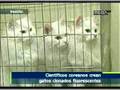 Gatos fluorescentes Gatos fluorescentes