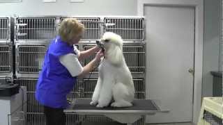 oster pro animal trimmer