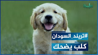 كلب يضحك .. لا يحدث إلا في السودان
