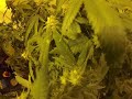 God's gift Medical Marijuana Strain
