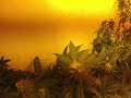 God's gift Medical Marijuana Strain