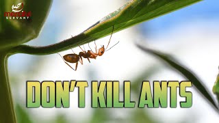 WHY YOU SHOULD NOT KILL ANTS