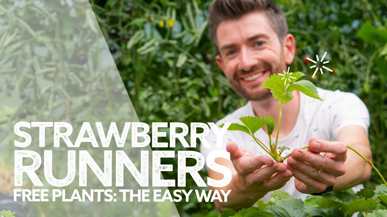 How to Grow Strawberry Runners | Free Strawberry Plants the Easy Way!