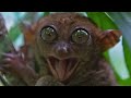 True Facts About The Tarsier