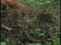 Living With Black Bears in Virginia