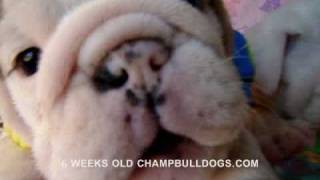 Champ Bulldogs Puppies