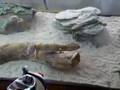 Female gecko Female gecko