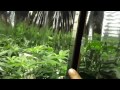 Grow closet ep.6
