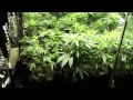 Grow closet ep.6