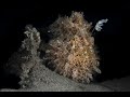 Painted Frogfish Fishing | Painted Frogfish