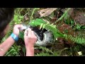 Cat vrs boa constrictor