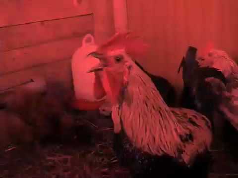 Death Metal Rooster